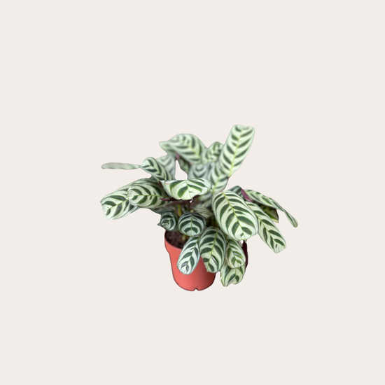 Ctenanthe burle marxii