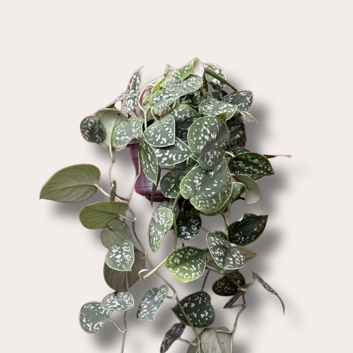Scindapsus - pictus