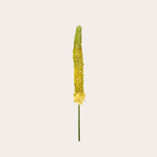 Zijden bloem - Eremurus geel kort