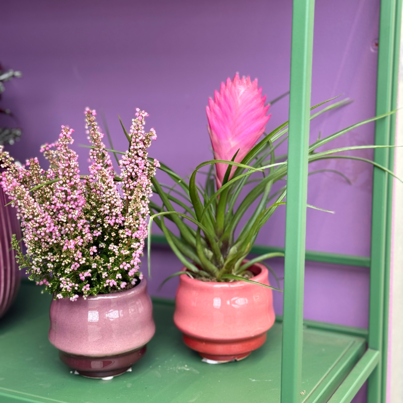 Tillandsia cyanea - mini