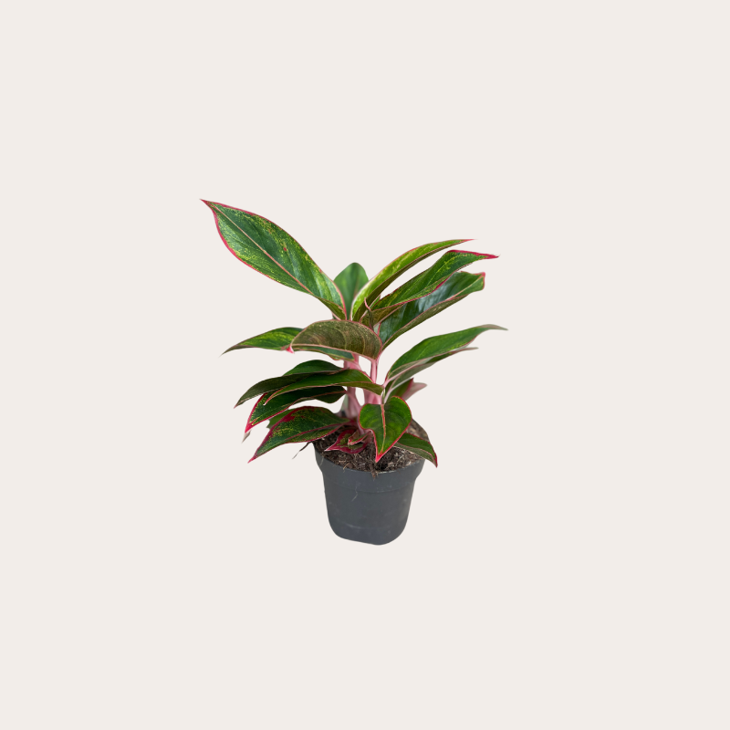 Aglaonema "Jungle Red"