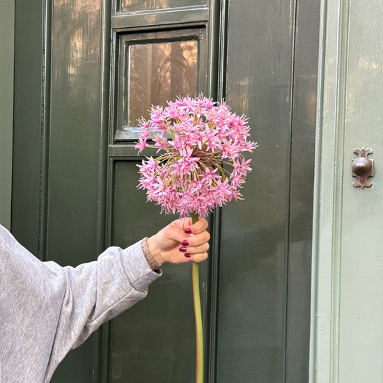 Zijden bloem - Allium - Oud roze