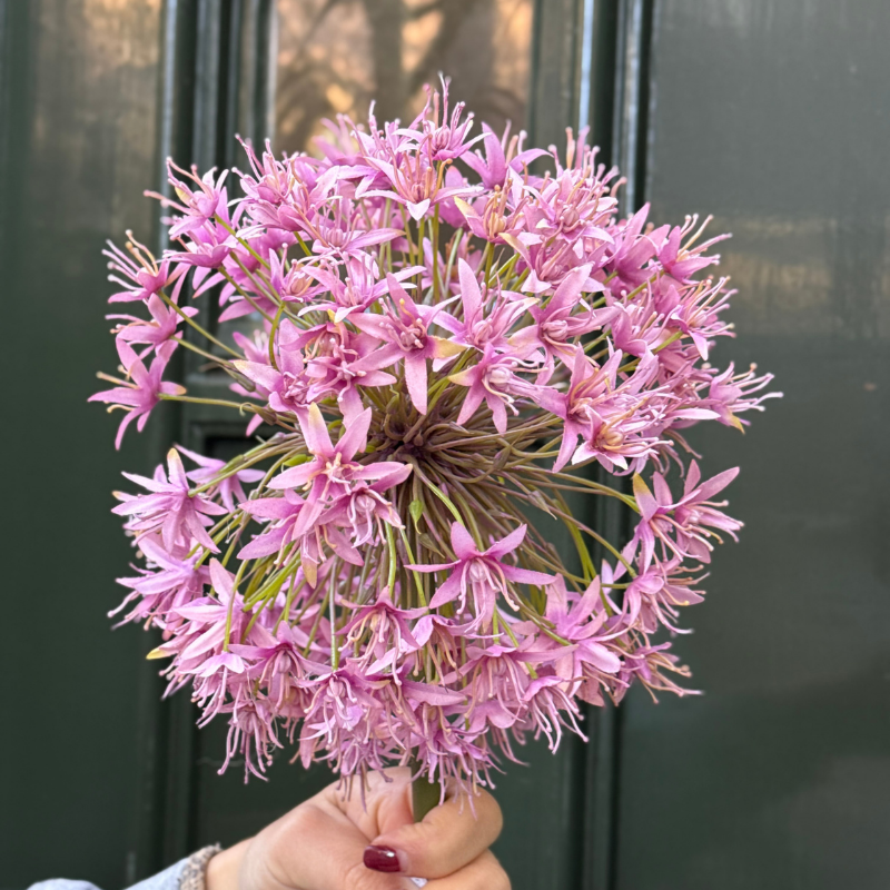 Zijden bloem - Allium - Oud roze