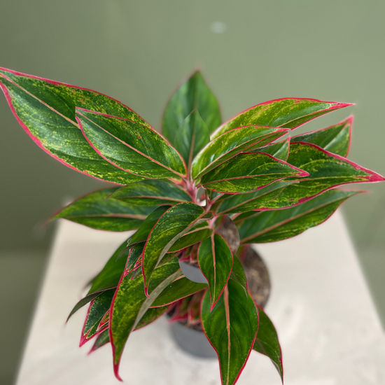 Aglaonema "Jungle Red"