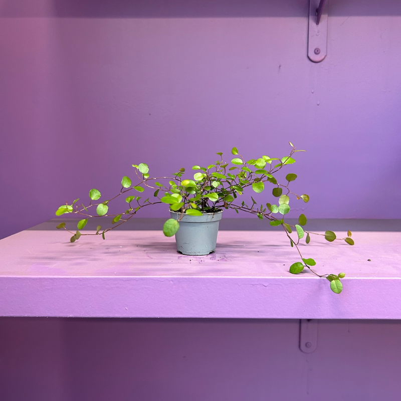 Muehlenbeckia - mini