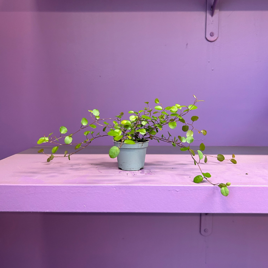 Muehlenbeckia - mini