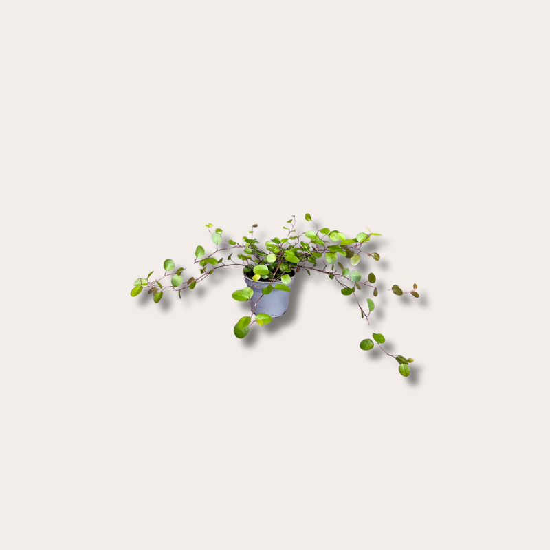 Muehlenbeckia - mini