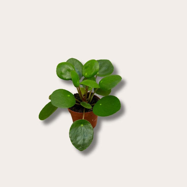 Pilea - Peperomioides - mini