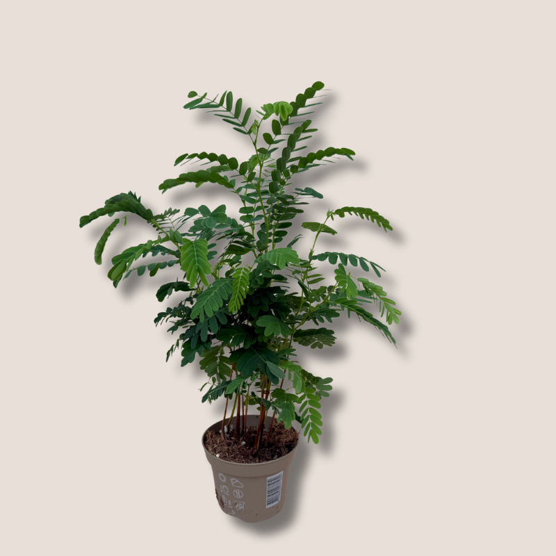 Tamarindus - Indica