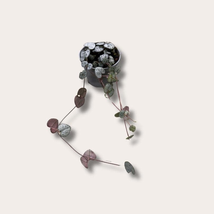 Ceropegia woodii - mini