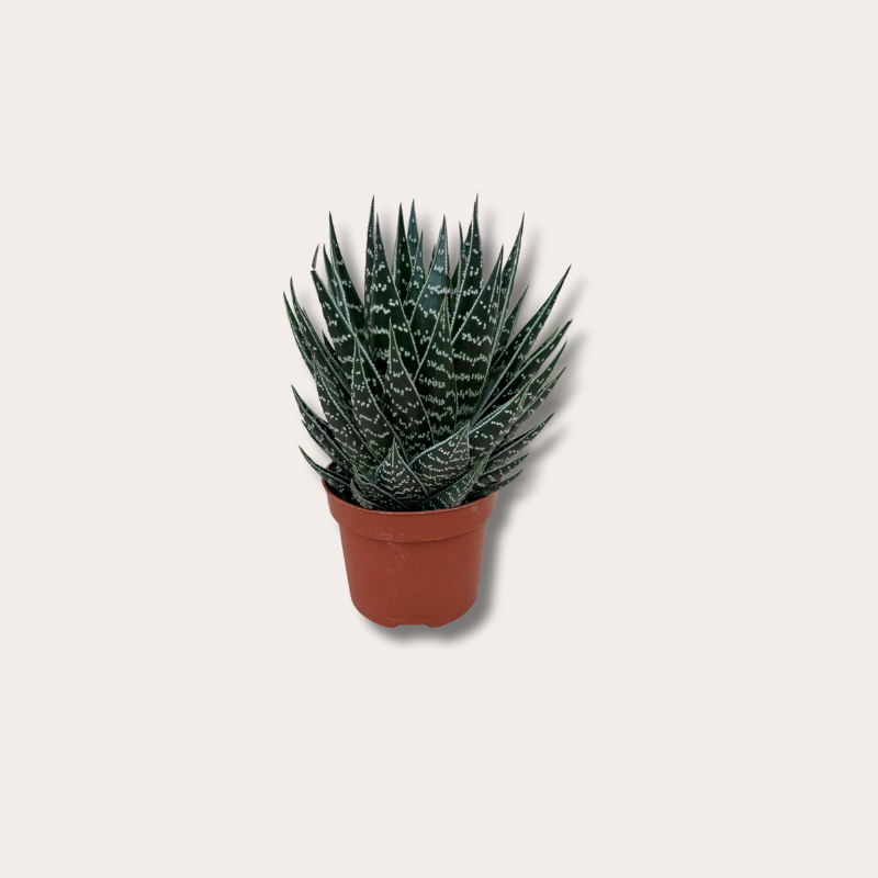 Aloë aristata "Tiki Tahi"