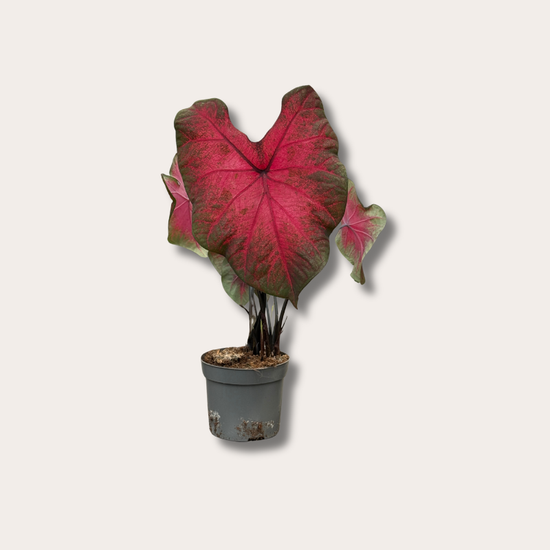 Caladium - Postman Joyner