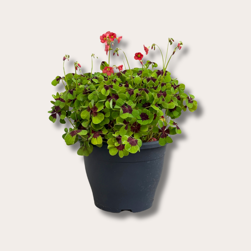 Oxalis tetraphylla 'Iron Cross'