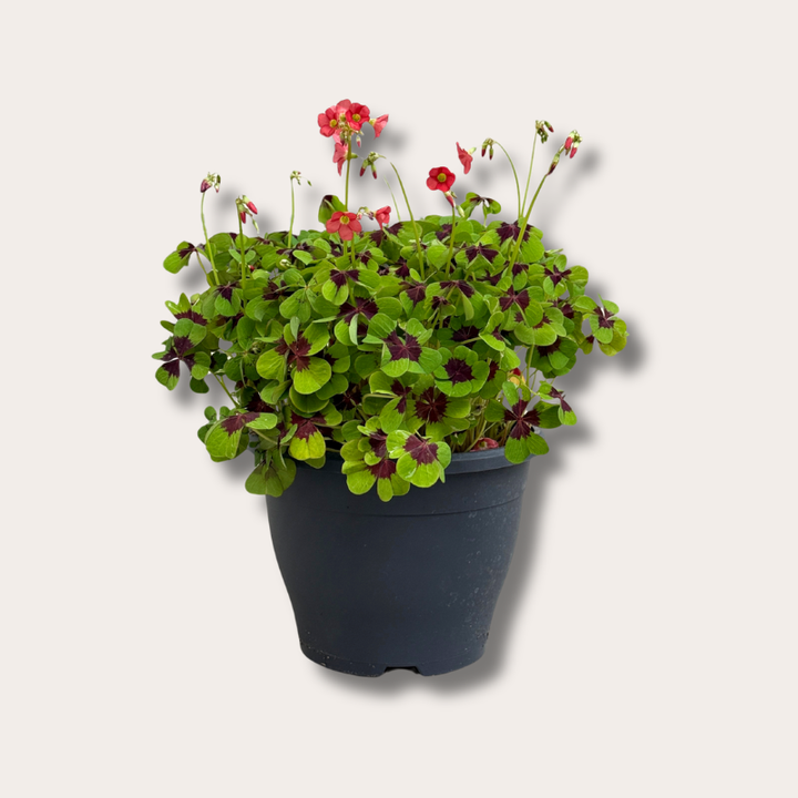 Oxalis tetraphylla 'Iron Cross'