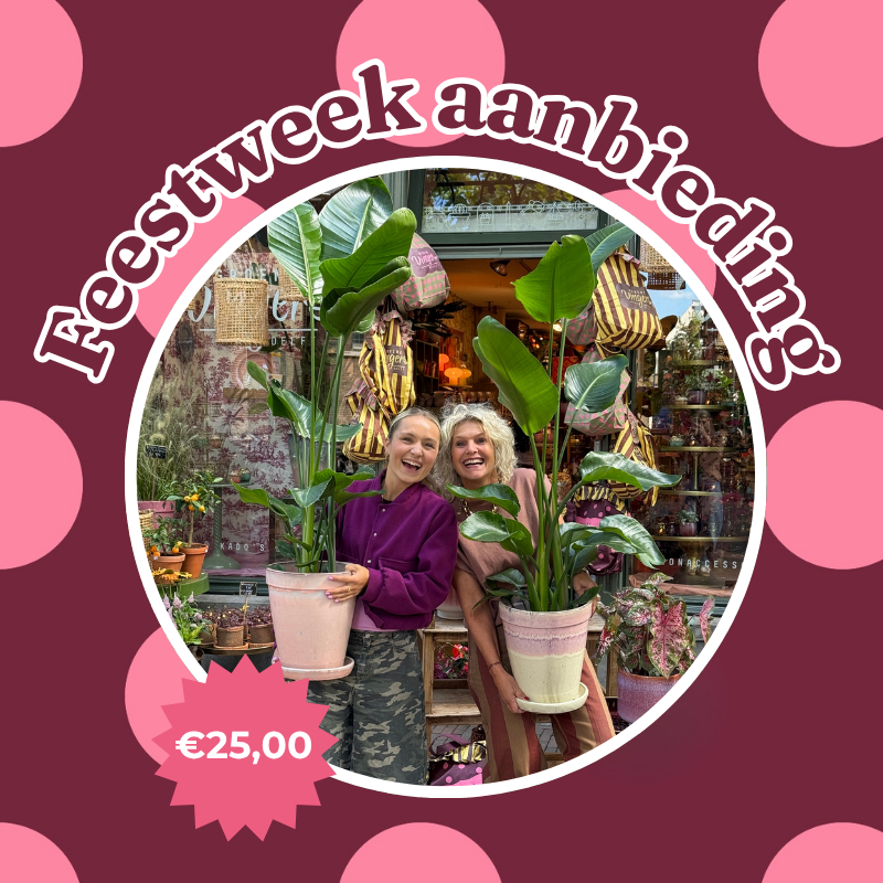Jubileum aanbieding - Strelitizia nicolai
