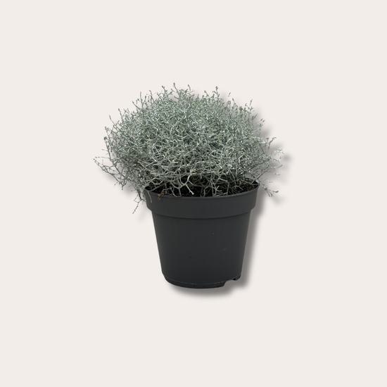 Calocephalus - brownii