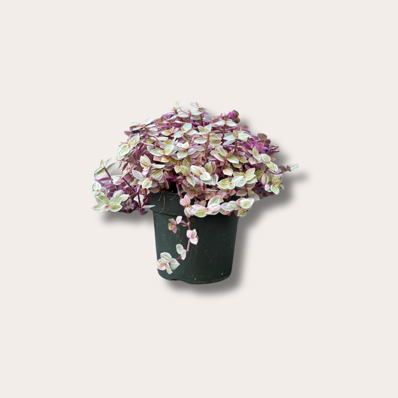 Callisia - Rosato