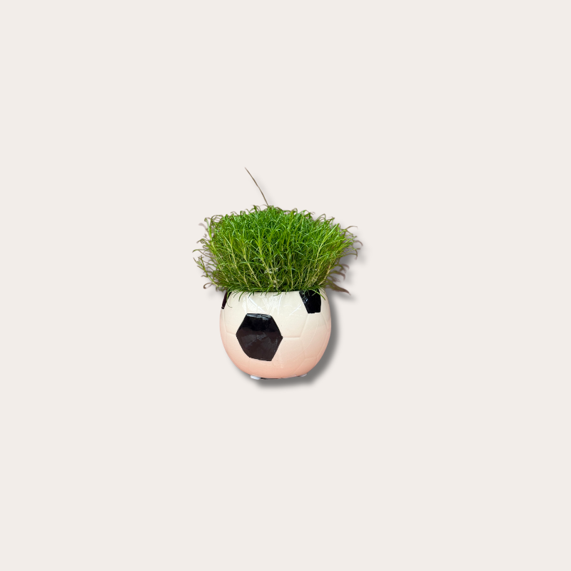 Sagina - in WK voetbal potje - mini