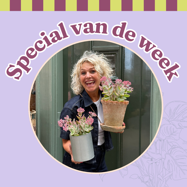Groene Vingers Special van de week