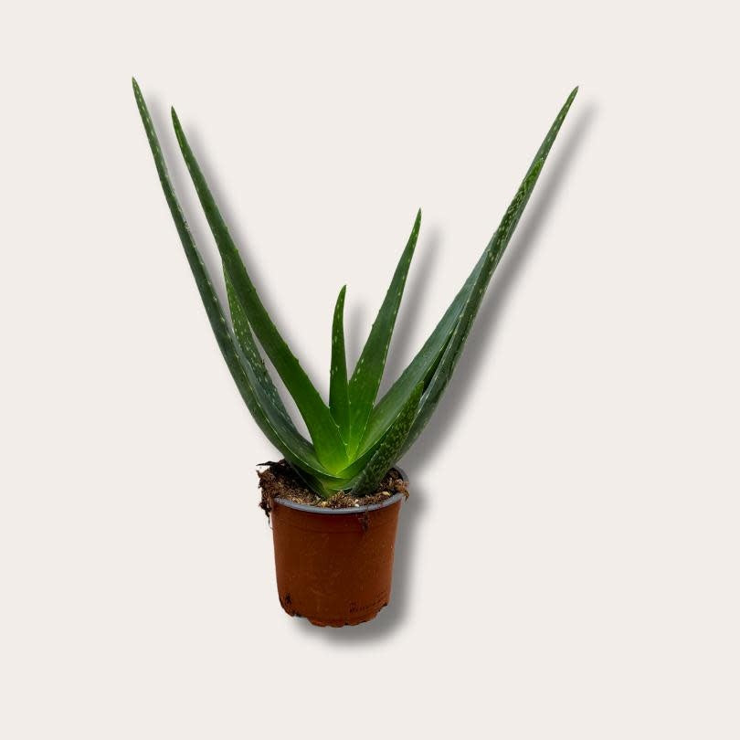 Aloë - Vera