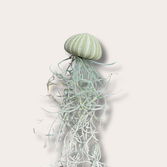 Tillandsia jellyfish - maat L