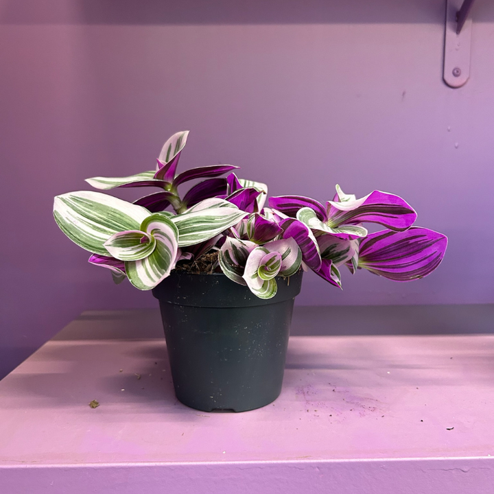 Tradescantia Nanouk