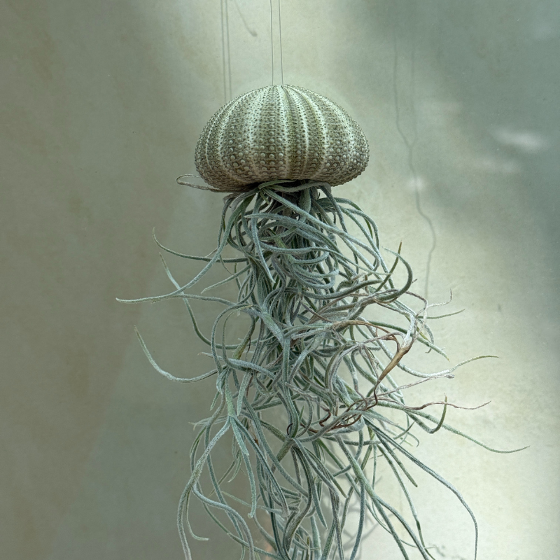 Tillandsia jellyfish - maat L