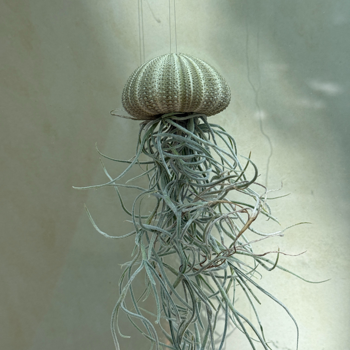Tillandsia jellyfish - maat L