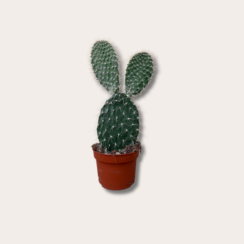 Opuntia Pylana
