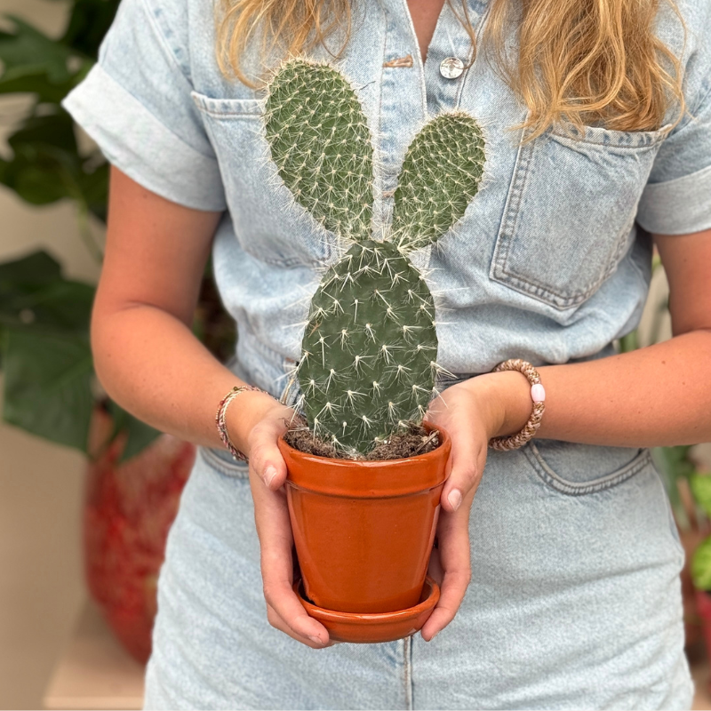 Opuntia Pylana