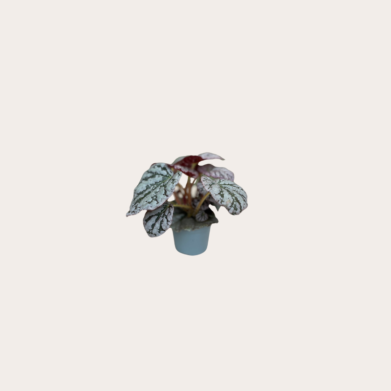 Begonia BD rex