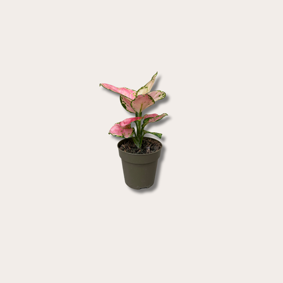 Aglaonema Easycare