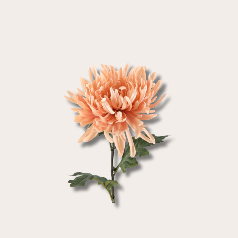 Zijden bloem - Spider Mum - Peach