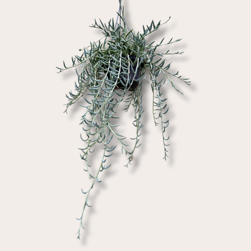 Senecio - Radicans