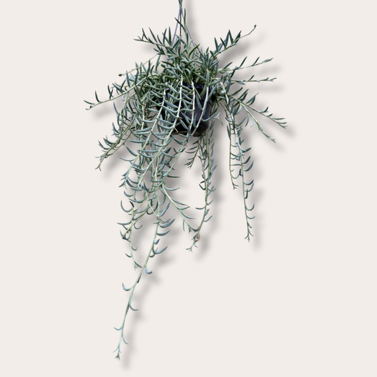 Senecio - Radicans