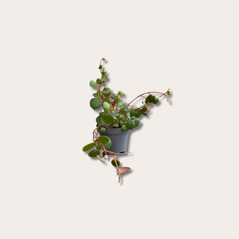 Peperomia - 'Pepperspot' mini
