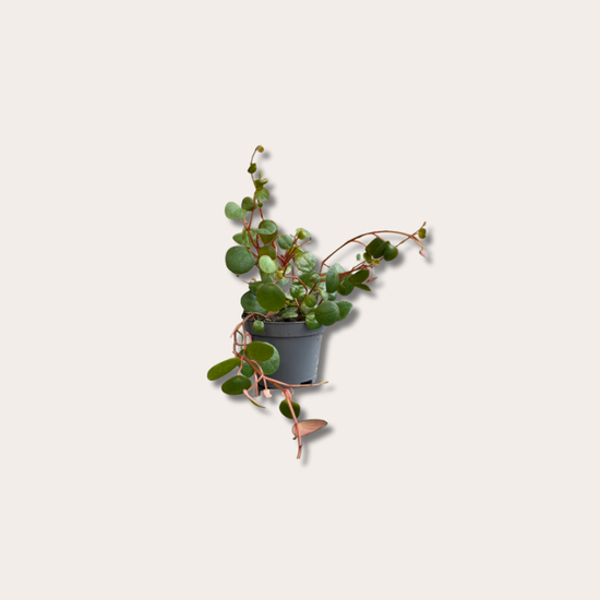 Peperomia - 'Pepperspot' mini