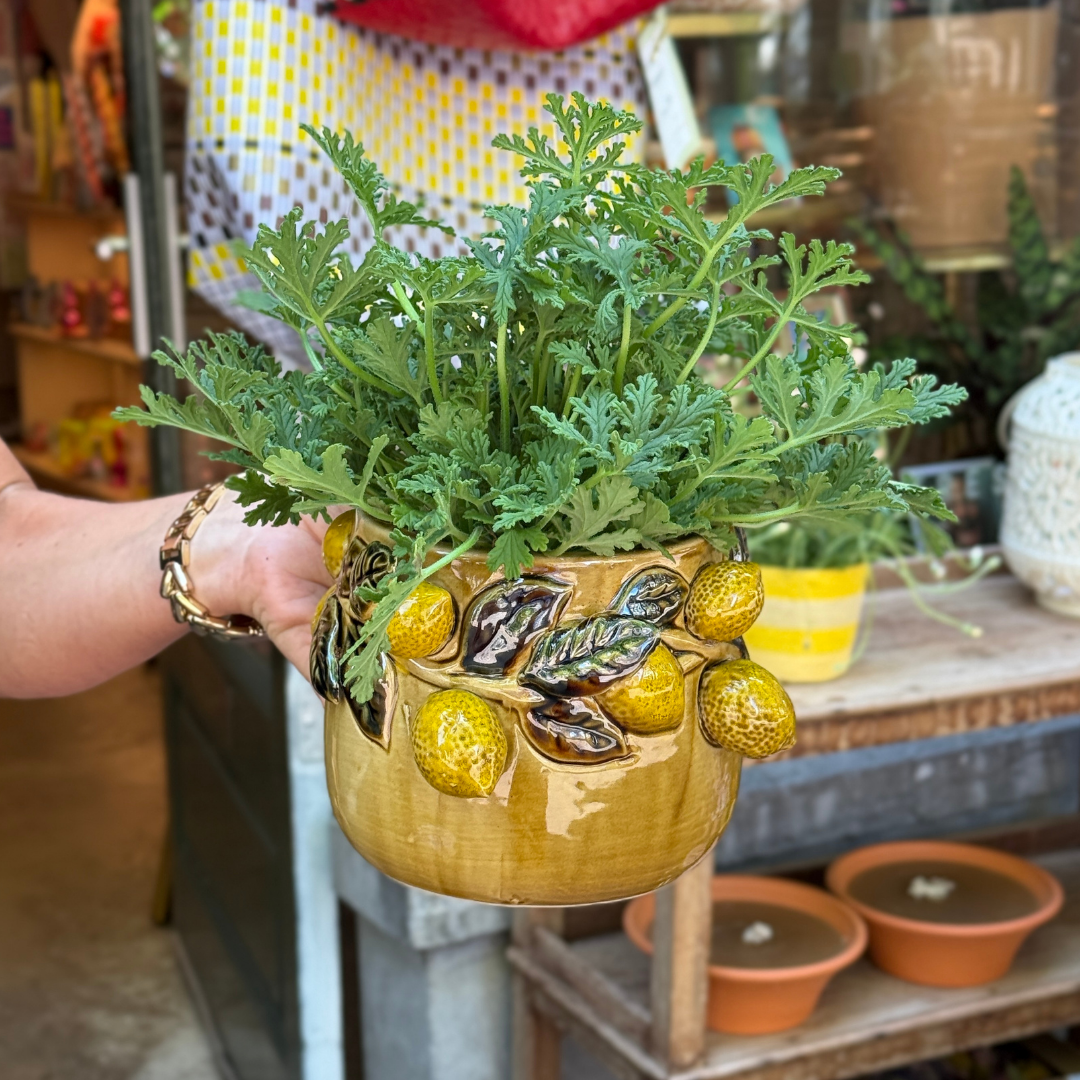 Groene Vingers Special van de week