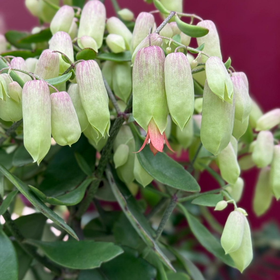 Groene Vingers Special van de week