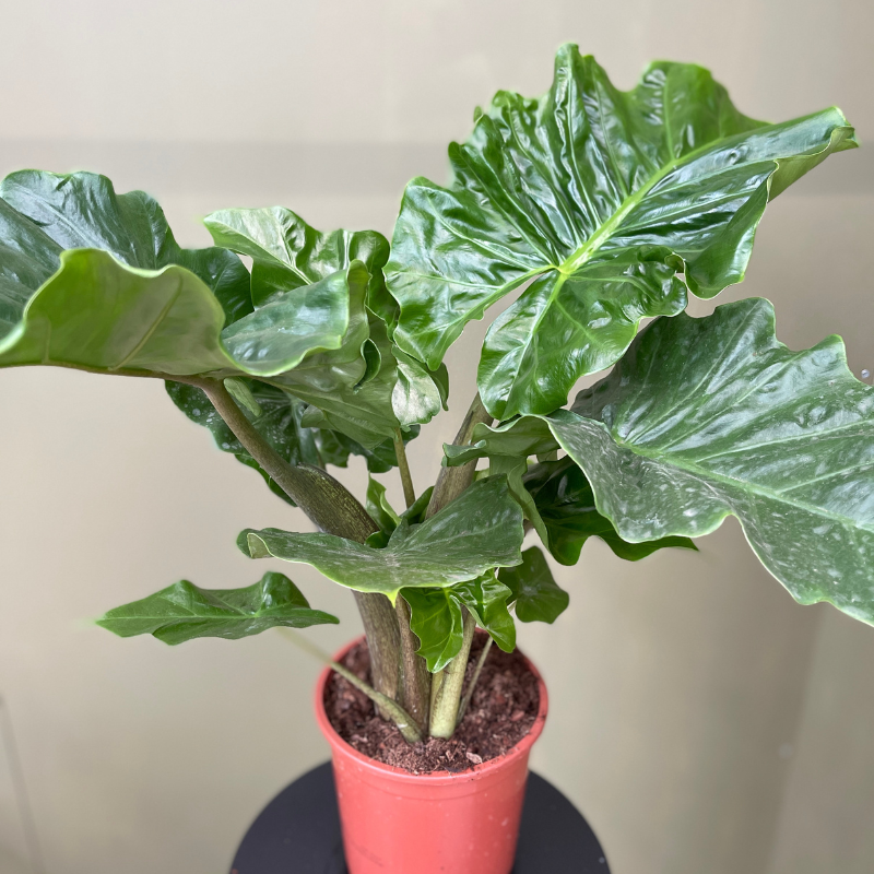 Alocasia 'Low rider'
