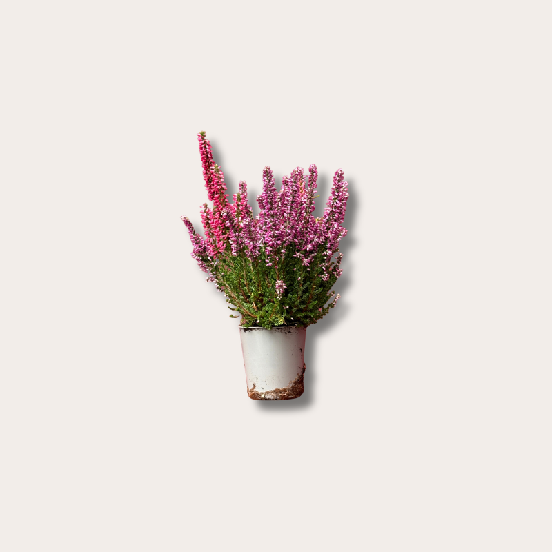 Calluna - vulgaris