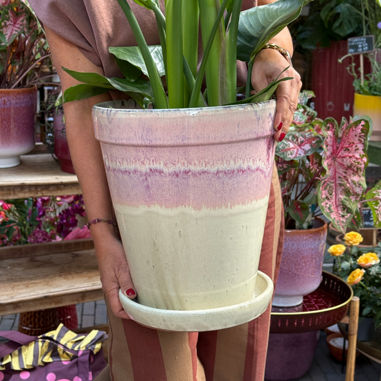 Jubileum aanbieding - Strelitizia nicolai
