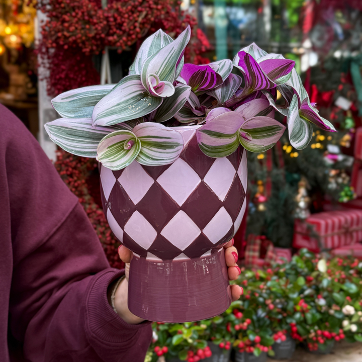 Groene Vingers Special van de week