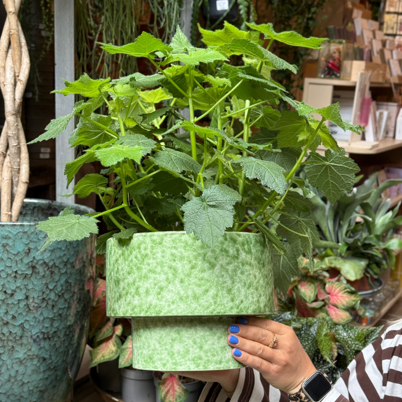 Pot - Bobbi - Gevlekt - groen