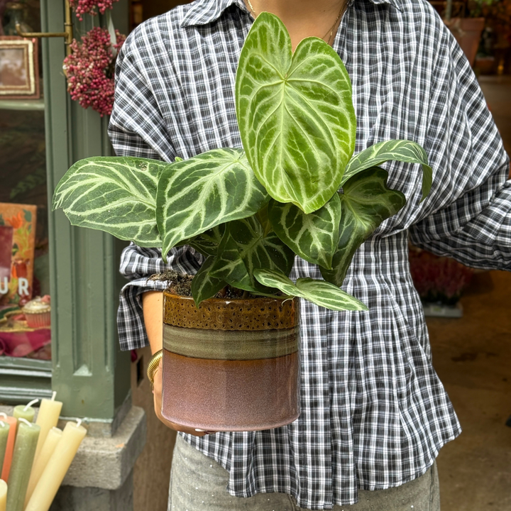 Groene Vingers Special van de week