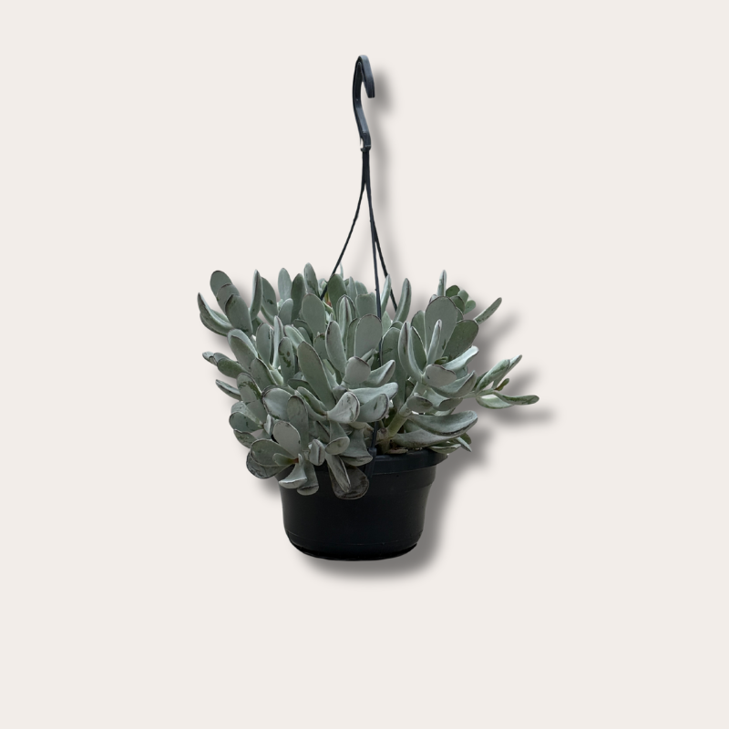 Cotyledon - 'Coral'