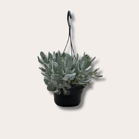 Cotyledon - 'Coral'