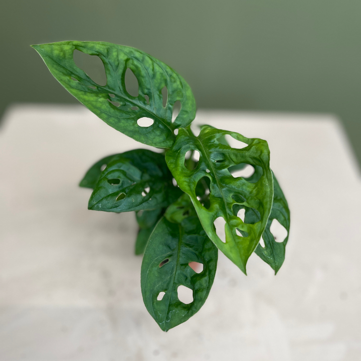 Monstera