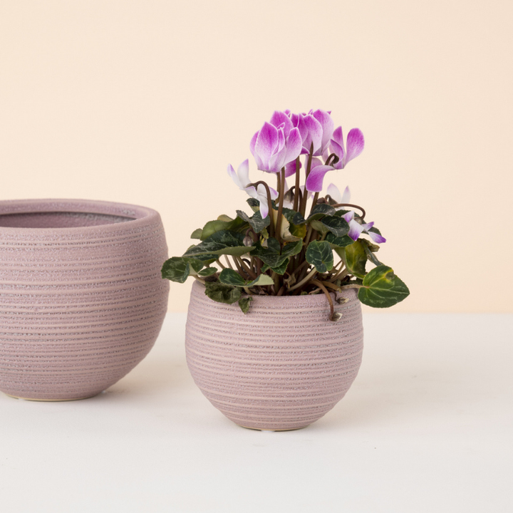 Potten rosie - roze
