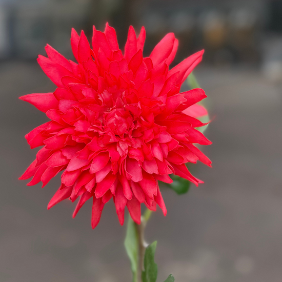 Zijden bloem - Dahlia spray - fuchsia